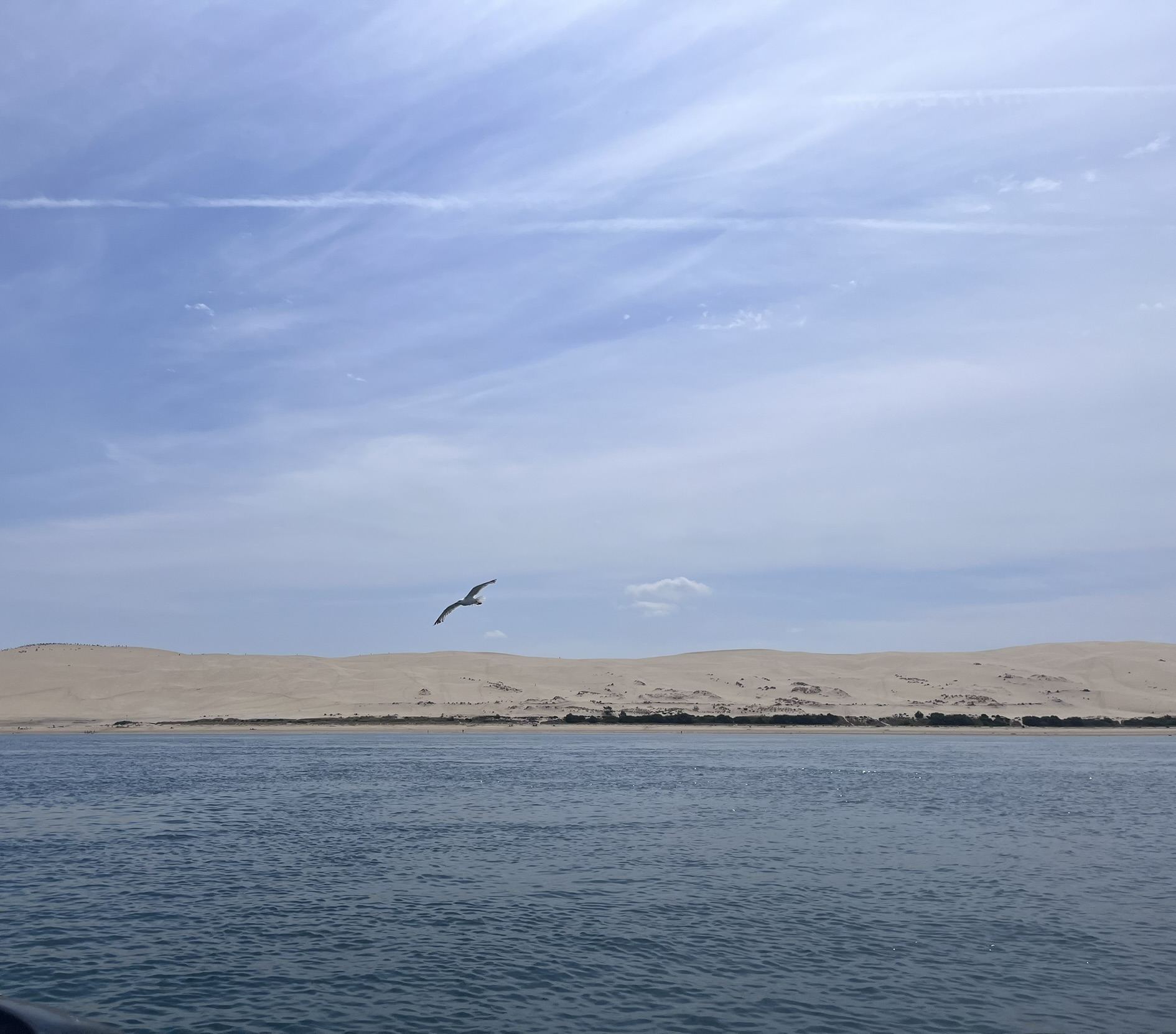 Dune au bord de l'océan sous un ciel bleu, une mouette en vol